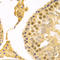 Replication Factor C Subunit 4 antibody, LS-C334086, Lifespan Biosciences, Immunohistochemistry frozen image 