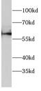 SGK antibody, FNab10338, FineTest, Western Blot image 
