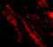 MAPK Associated Protein 1 antibody, 4077, ProSci, Immunofluorescence image 