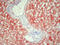 Ferritin, mitochondrial antibody, AM26062PU-N, Origene, Immunohistochemistry frozen image 