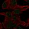 PiggyBac transposable element-derived protein 5 antibody, HPA065010, Atlas Antibodies, Immunocytochemistry image 