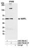 Cytosolic Iron-Sulfur Assembly Component 3 antibody, A305-770A-M, Bethyl Labs, Immunoprecipitation image 
