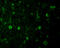 Ras Homolog, MTORC1 Binding antibody, 3501, ProSci Inc, Immunofluorescence image 