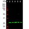 Calbindin 2 antibody, M04255-1, Boster Biological Technology, Western Blot image 