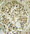 Proto-oncogene Wnt-1 antibody, 62-460, ProSci, Immunohistochemistry paraffin image 