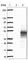 Septin 1 antibody, HPA041566, Atlas Antibodies, Western Blot image 