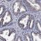 Placenta-expressed transcript 1 protein antibody, HPA040237, Atlas Antibodies, Immunohistochemistry paraffin image 