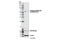 Sequestosome 1 antibody, 13121S, Cell Signaling Technology, Western Blot image 