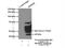 Protein Dom3Z antibody, 11015-2-AP, Proteintech Group, Immunoprecipitation image 