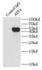 ATF4 antibody, FNab00662, FineTest, Immunoprecipitation image 