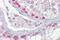 Synaptonemal Complex Protein 1 antibody, orb330967, Biorbyt, Immunohistochemistry paraffin image 