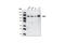 Janus Kinase 2 antibody, 4040S, Cell Signaling Technology, Western Blot image 
