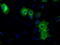 PKR2 antibody, TA501104, Origene, Immunofluorescence image 