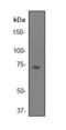 BLNK antibody, TA300524, Origene, Western Blot image 