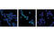 RELB Proto-Oncogene, NF-KB Subunit antibody, 4999S, Cell Signaling Technology, Immunocytochemistry image 