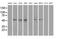 Protein Phosphatase 5 Catalytic Subunit antibody, MA5-24963, Invitrogen Antibodies, Western Blot image 