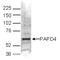 Poly(A) RNA polymerase GLD2 antibody, TA347259, Origene, Western Blot image 