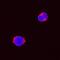 Colony Stimulating Factor 2 antibody, BAF1546, R&D Systems, Immunofluorescence image 