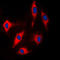 Nadrin antibody, LS-C353468, Lifespan Biosciences, Immunofluorescence image 