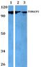 Gamma-tubulin complex component 2 antibody, A10573, Boster Biological Technology, Western Blot image 