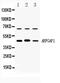 ADP-ribosylation factor GTPase-activating protein 1 antibody, PA5-78819, Invitrogen Antibodies, Western Blot image 