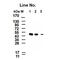 His tag antibody, M30975, Boster Biological Technology, Western Blot image 