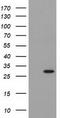 Pyrroline-5-Carboxylate Reductase 3 antibody, CF502078, Origene, Western Blot image 