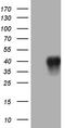 IGB antibody, CF810502, Origene, Western Blot image 