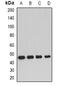 DnaJ Heat Shock Protein Family (Hsp40) Member A2 antibody, abx141531, Abbexa, Western Blot image 
