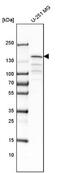 CARP-1 antibody, NBP1-86626, Novus Biologicals, Western Blot image 