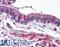 Activin A Receptor Type 1 antibody, LS-B2695, Lifespan Biosciences, Immunohistochemistry frozen image 