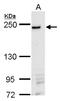 Dynamin Binding Protein antibody, GTX116448, GeneTex, Western Blot image 