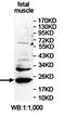 Prenylated Rab acceptor protein 1 antibody, orb78167, Biorbyt, Western Blot image 