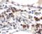 Trefoil Factor 3 antibody, 6113, ProSci, Immunohistochemistry frozen image 