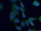 Ankyrin Repeat Domain 27 antibody, 24034-1-AP, Proteintech Group, Immunofluorescence image 