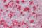 Alkaline Phosphatase, Placental antibody, orb74086, Biorbyt, Immunohistochemistry paraffin image 