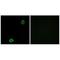 ATP Binding Cassette Subfamily A Member 13 antibody, A09924, Boster Biological Technology, Immunohistochemistry frozen image 