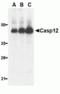 Caspase-12 antibody, TA306140, Origene, Western Blot image 