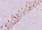 BrdU antibody, 254535, Abbiotec, Immunohistochemistry paraffin image 