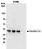Ribonuclease H2 subunit A antibody, NBP2-32144, Novus Biologicals, Immunoprecipitation image 