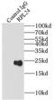 Ribosomal Protein L24 antibody, FNab07424, FineTest, Immunoprecipitation image 