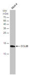 C-C Motif Chemokine Ligand 28 antibody, GTX108432, GeneTex, Western Blot image 