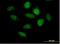 Amyloid Beta Precursor Protein Binding Family B Member 3 antibody, H00010307-B01P, Novus Biologicals, Immunocytochemistry image 