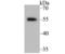 RXR alpha antibody, NBP2-75653, Novus Biologicals, Western Blot image 