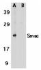 Diablo IAP-Binding Mitochondrial Protein antibody, LS-C4, Lifespan Biosciences, Western Blot image 