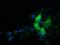 Alpha Fetoprotein antibody, NBP2-03084, Novus Biologicals, Immunofluorescence image 