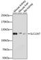 Solute carrier family 12 member 7 antibody, A12299, ABclonal Technology, Western Blot image 