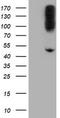 Carboxypeptidase A2 antibody, TA504644S, Origene, Western Blot image 