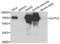 Alkaline Phosphatase, Germ Cell antibody, LS-C348969, Lifespan Biosciences, Western Blot image 