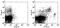 F4/80 antibody, 13-4801-85, Invitrogen Antibodies, Flow Cytometry image 